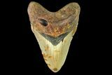 Fossil Megalodon Tooth - North Carolina #167009-1